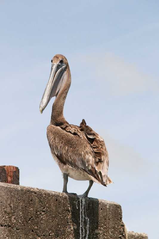 Mexico & Guatemala 2010 - 0988
